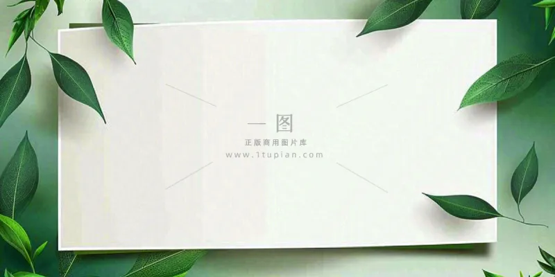 绿叶粽叶绿色边框白色信封端午节插画背景 绿叶粽叶绿色边框白色信封端午节插画背景