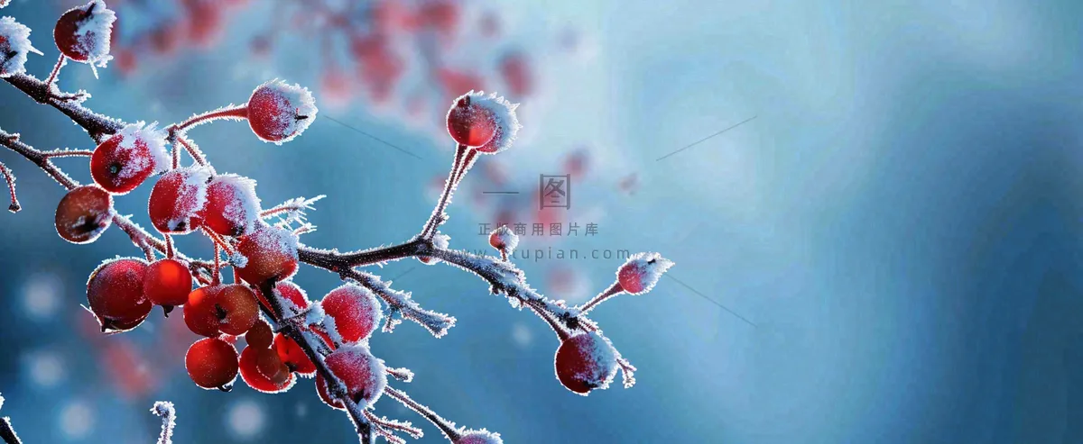 冬天冰天雪地红色果实上的白雪霜降小寒大寒摄影图