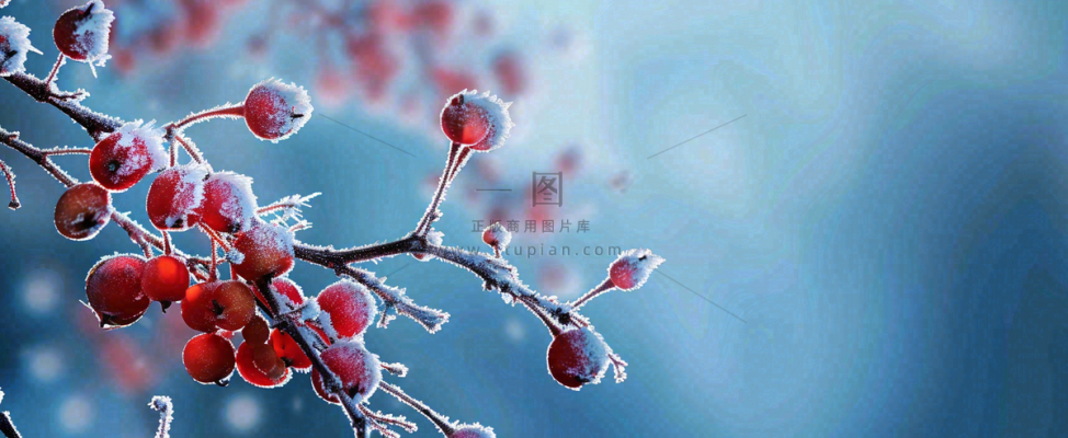 冬天冰天雪地红色果实上的白雪霜降小寒大寒摄影图 冬天冰天雪地红色果实上的白雪霜降小寒大寒摄影图