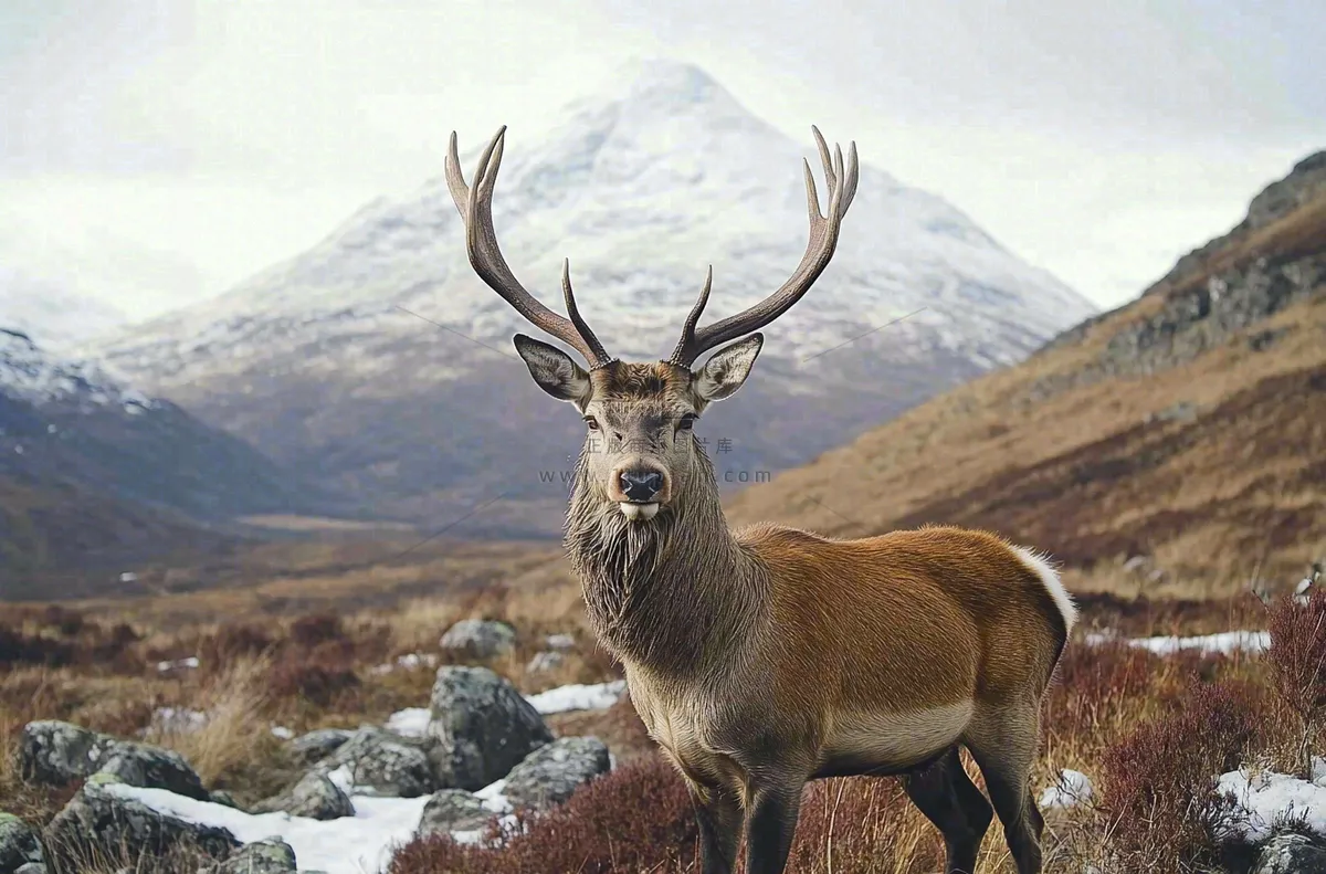 鹿动物山间草原的鹿摄影图