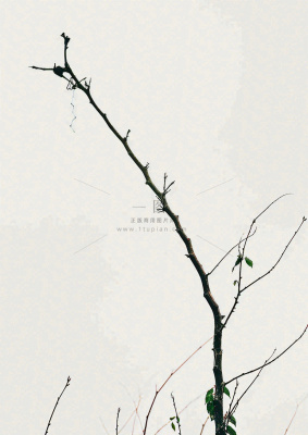 简约白底户外枝叶树枝,极简中国风,立冬摄影图 简约白底户外枝叶树枝,极简中国风,立冬摄影图
