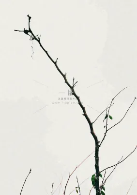 简约白底户外枝叶树枝,极简中国风,立冬摄影图 简约白底户外枝叶树枝,极简中国风,立冬摄影图