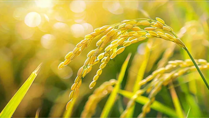 稻田稻谷稻穗粮食收成小满芒种世界粮食日摄影图