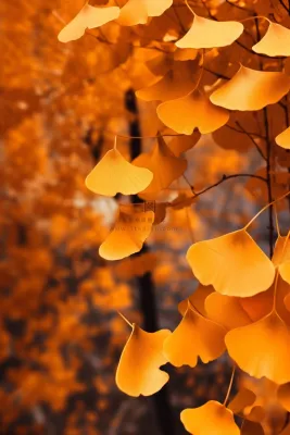 简约风摄影秋叶金黄色背景