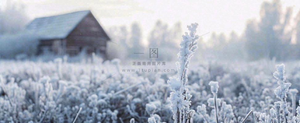 冬天植物森林里的木屋白雪覆盖小寒小雪摄影图