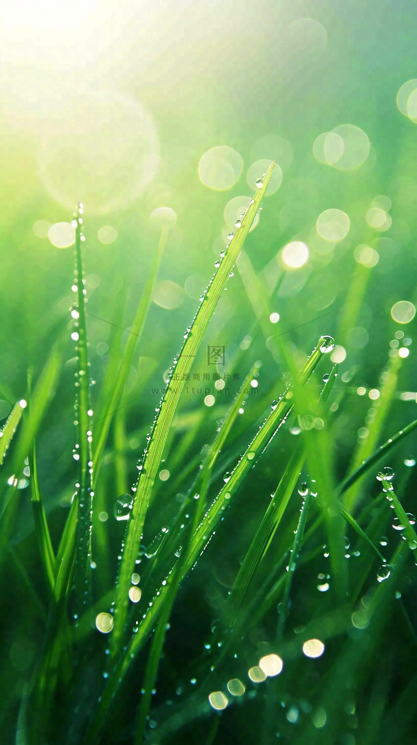 春天草地雨水雨露露珠绿草清新，谷雨雨水惊蛰白露摄影图
