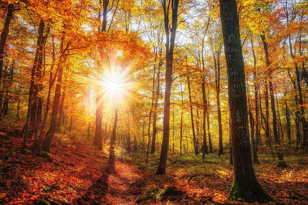 秋天金黄森林里的阳光温暖风景摄影图 秋天金黄森林里的阳光温暖风景摄影图