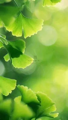 夏天绿色银杏叶树枝阳光小清新唯美小暑大暑处暑摄影图