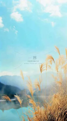 秋天蓝天户外芦苇草，立秋秋分摄影图