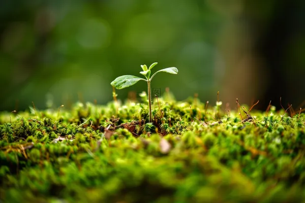 苔藓石壁上生长的苔藓春天摄影图 苔藓石壁上生长的苔藓春天摄影图