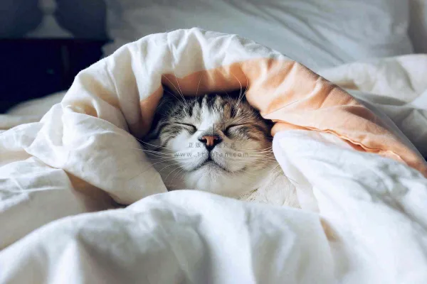 被窝里睡觉的猫猫,可爱的动物摄影图 被窝里睡觉的猫猫,可爱的动物摄影图