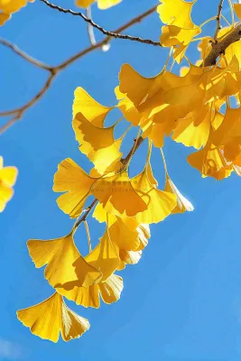秋天黄色银杏叶树蓝色背景立秋处暑摄影图 秋天黄色银杏叶树蓝色背景立秋处暑摄影图