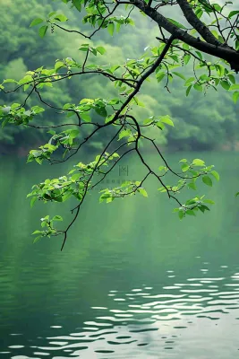 森林湖泊岸边的植物大树风景摄影图