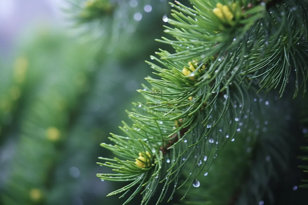 雨天松树松枝上挂满了水珠摄影图
