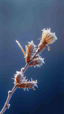 冬天白霜覆盖的植物立冬霜降小雪大雪冬至摄影图 冬天白霜覆盖的植物立冬霜降小雪大雪冬至摄影图