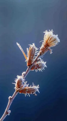 冬天白霜覆盖的植物立冬霜降小雪大雪冬至摄影图 冬天白霜覆盖的植物立冬霜降小雪大雪冬至摄影图