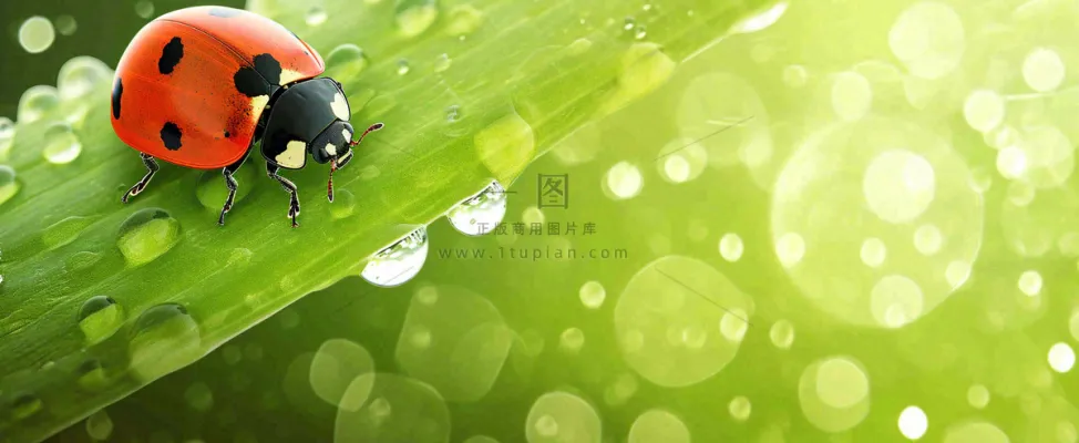 春天雨水叶子绿叶上的七星瓢虫,虫类,谷雨春分摄影图 春天雨水叶子绿叶上的七星瓢虫,虫类,谷雨春分摄影图