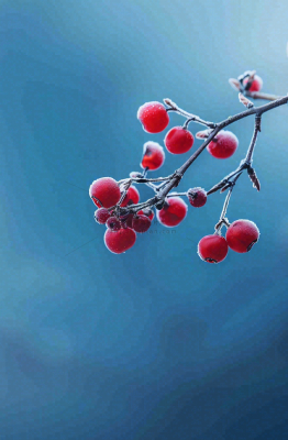 冬天白霜覆盖的红色覆盆子寒冷霜降摄影图 冬天白霜覆盖的红色覆盆子寒冷霜降摄影图