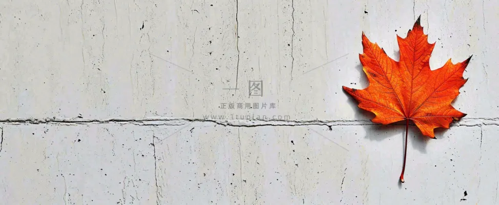 秋天红色秋叶简约特写，立秋秋分摄影图