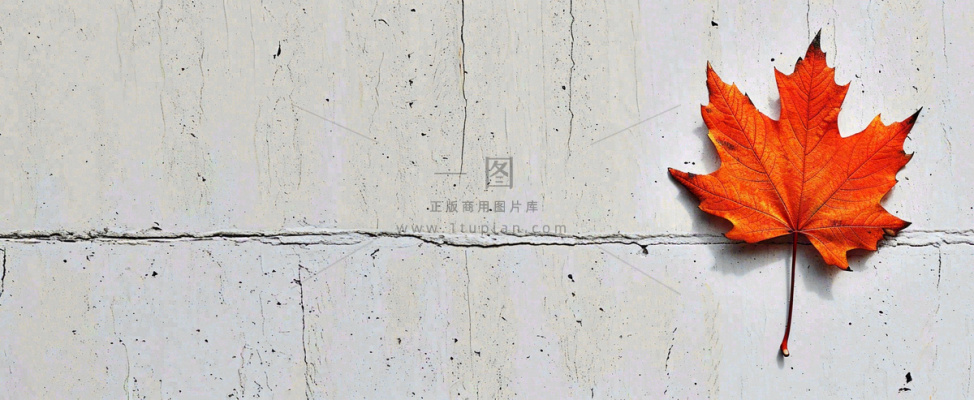 秋天红色秋叶简约特写,立秋秋分摄影图 秋天红色秋叶简约特写,立秋秋分摄影图