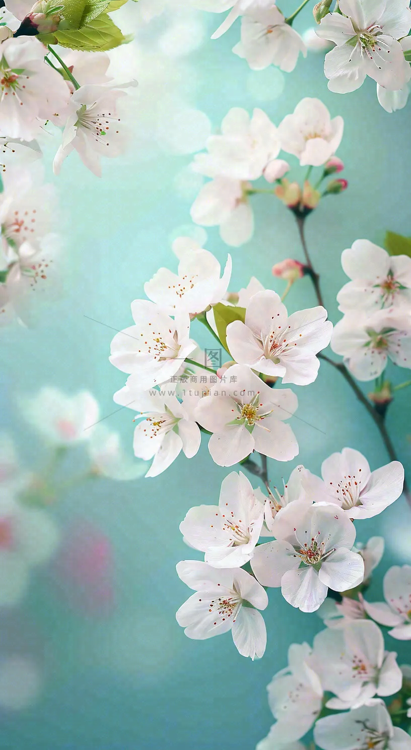 春天开满枝头的白色樱花花朵立春惊蛰春分摄影图