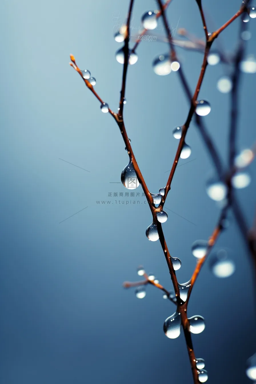 冰冷露珠树枝背景