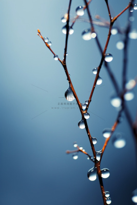 冰冷露珠树枝背景 冰冷露珠树枝背景