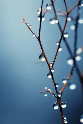 冰冷露珠树枝背景 冰冷露珠树枝背景