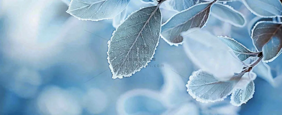 冬天植物上的白霜白雪寒冷霜降小寒摄影图