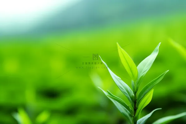 春天抽新芽的茶苗茶叶摄影图t 