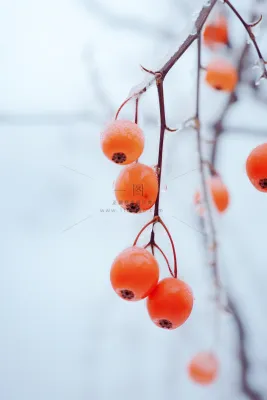 简约冬天树枝雪景背景 简约冬天树枝雪景背景