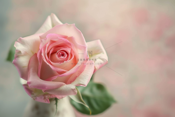 玫瑰花鲜花花朵摄影图