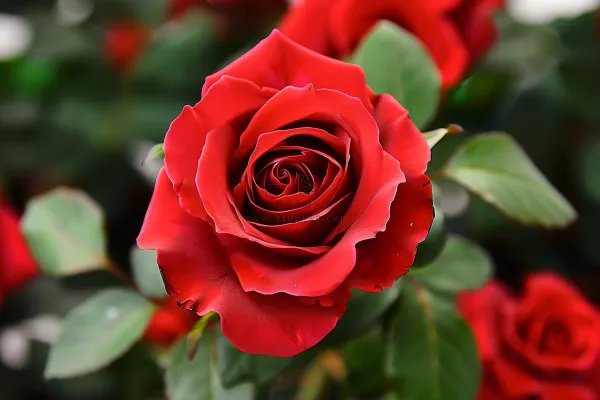 玫瑰花鲜花花朵摄影图