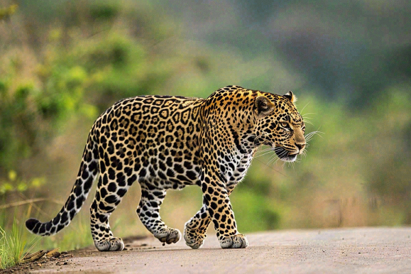 户外活动的猎豹保护动物摄影图