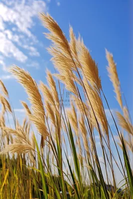 芦苇荡蓝天背景摄影图