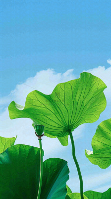 夏日荷叶绿色样式天空蓝天阳光清新白云，夏至小暑大暑处暑摄影图