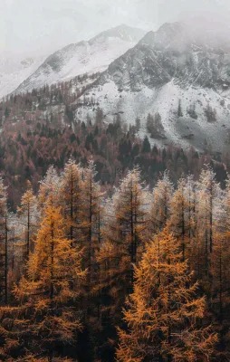 秋天森林山脉清晨起雾大自然风光寒露摄影图 秋天森林山脉清晨起雾大自然风光寒露摄影图