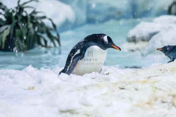 海洋馆动物园冰雪天地的企鹅寒冷动物摄影图