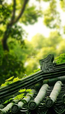 夏天大树绿荫屋檐小清新唯美大暑处暑摄影图