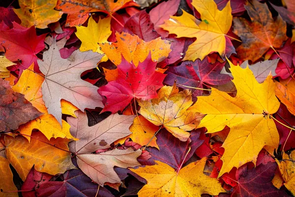 秋天金红落叶铺满地面立秋秋分摄影图 秋天金红落叶铺满地面立秋秋分摄影图