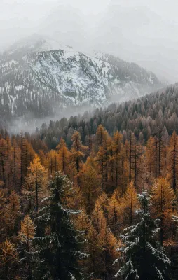 秋天森林山脉清晨起雾大自然风光寒露摄影图 秋天森林山脉清晨起雾大自然风光寒露摄影图