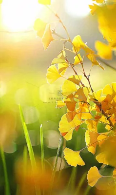 秋天秋分立秋 秋天秋分立秋