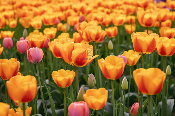 公园的郁金香摄影图