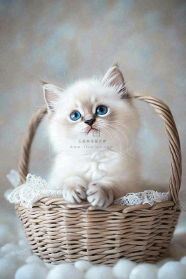 萌宠宠物猫咪动物可爱摄影图 萌宠宠物猫咪动物可爱摄影图