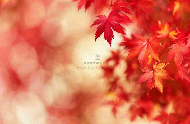 秋天红了的枫叶唯美画面光圈立秋秋分摄影图 秋天红了的枫叶唯美画面光圈立秋秋分摄影图