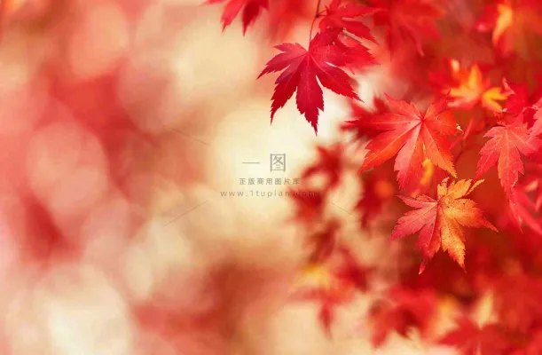 秋天红了的枫叶唯美画面光圈立秋秋分摄影图 秋天红了的枫叶唯美画面光圈立秋秋分摄影图