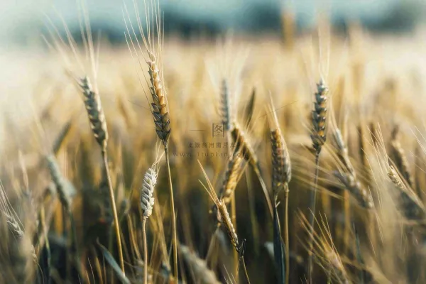 金黄成熟的小麦麦穗农田芒种秋天丰收摄影图