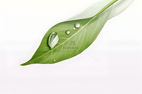 简约清新树叶纹理背景 简约清新树叶纹理背景