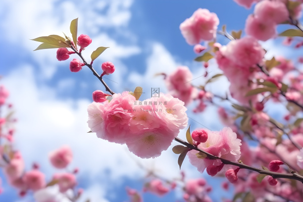 蓝天白云粉色树枝花朵樱花摄影海报素材背景