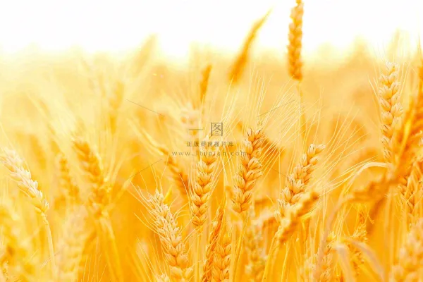 金黄的麦田小麦麦穗芒种秋收秋分摄影图